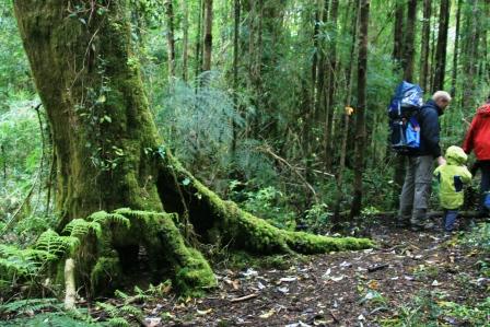Spaziergang im kalten Regenwald